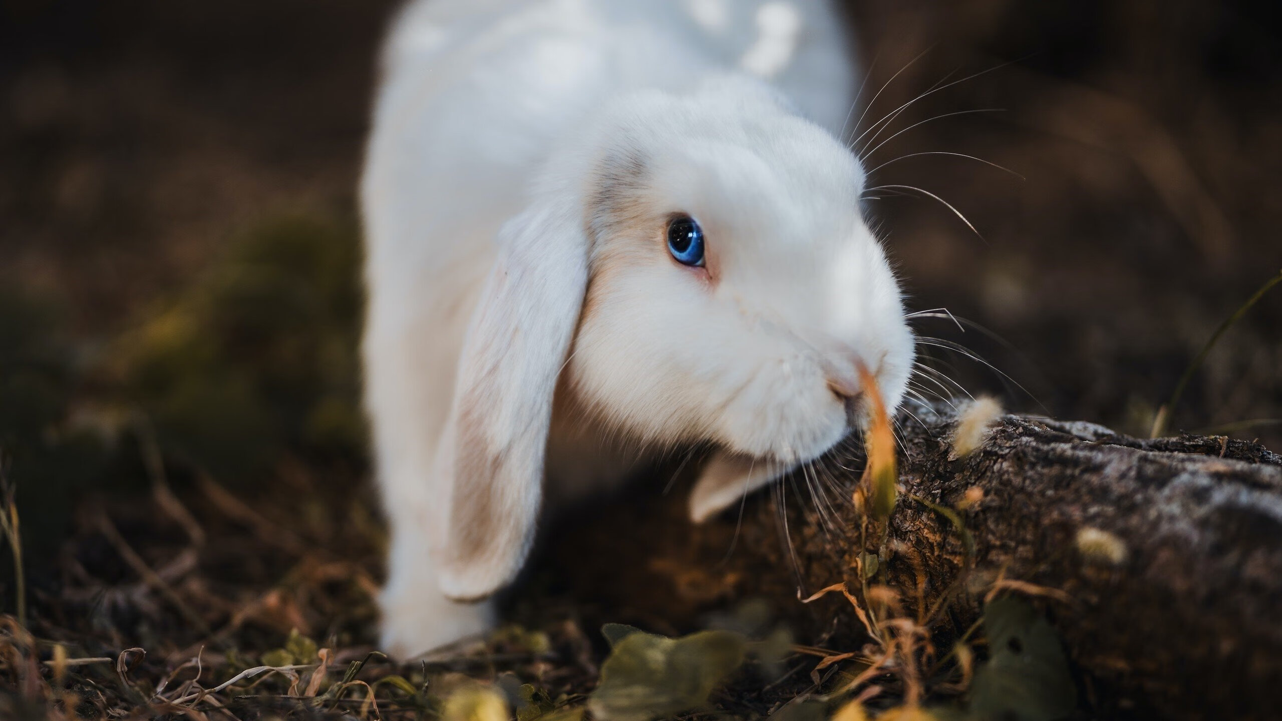 Europan big‑six中跻身前十,前景受限