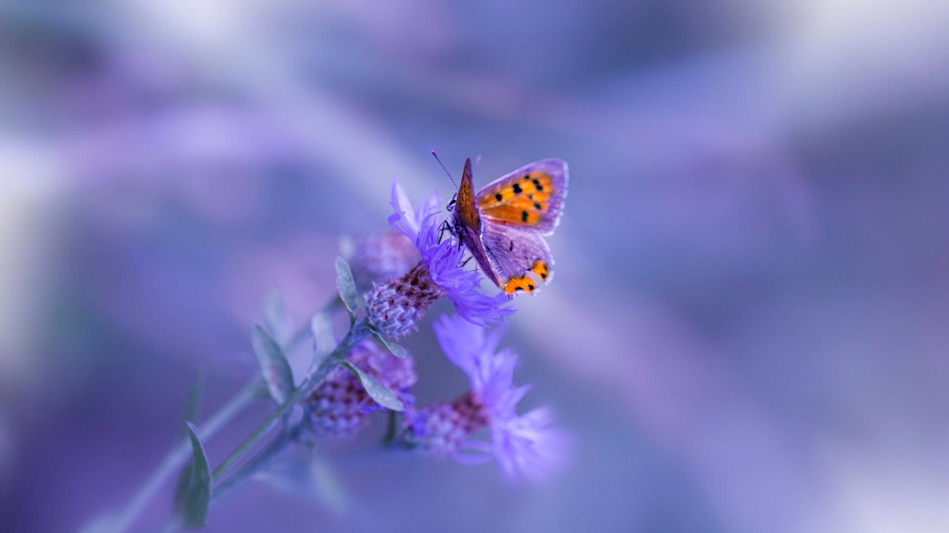 “萨尔·巴赫携手南非羚羊队,亮相国际赛场”